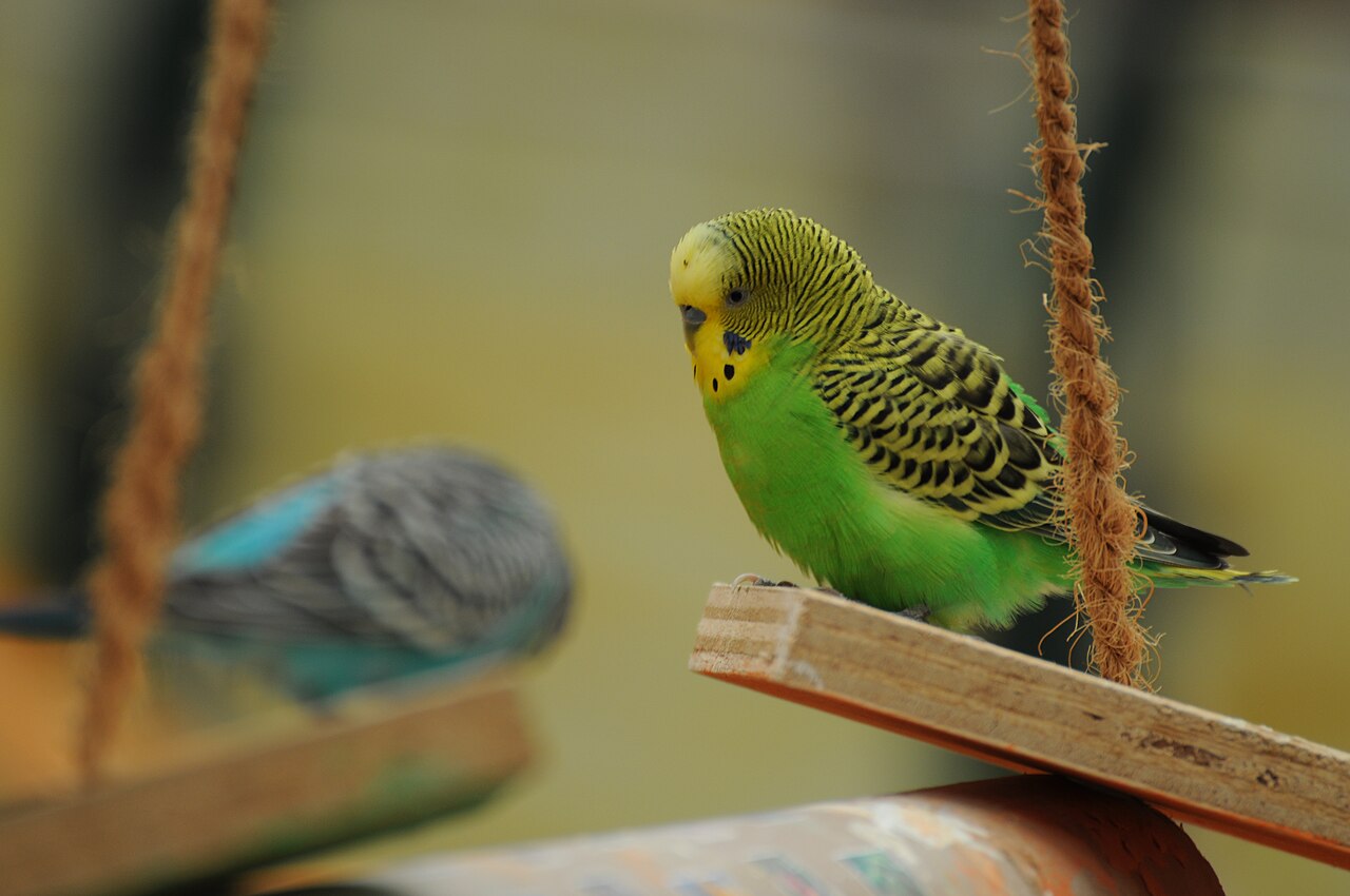 Aves