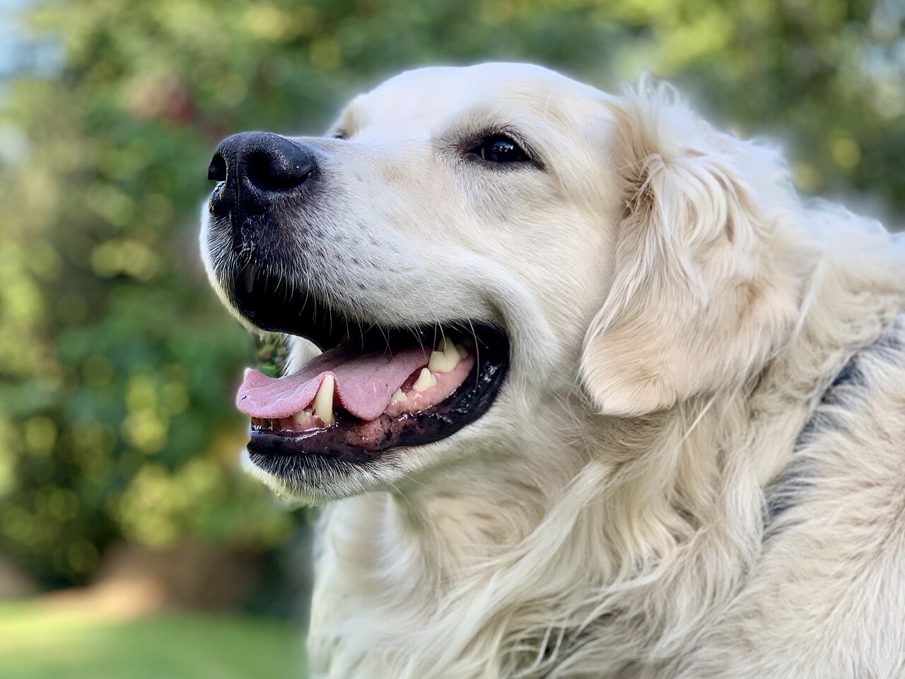 Cães