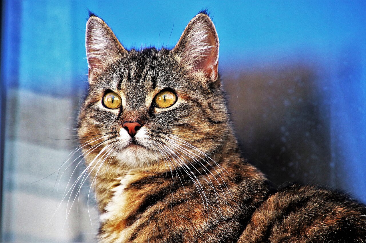 Gatos