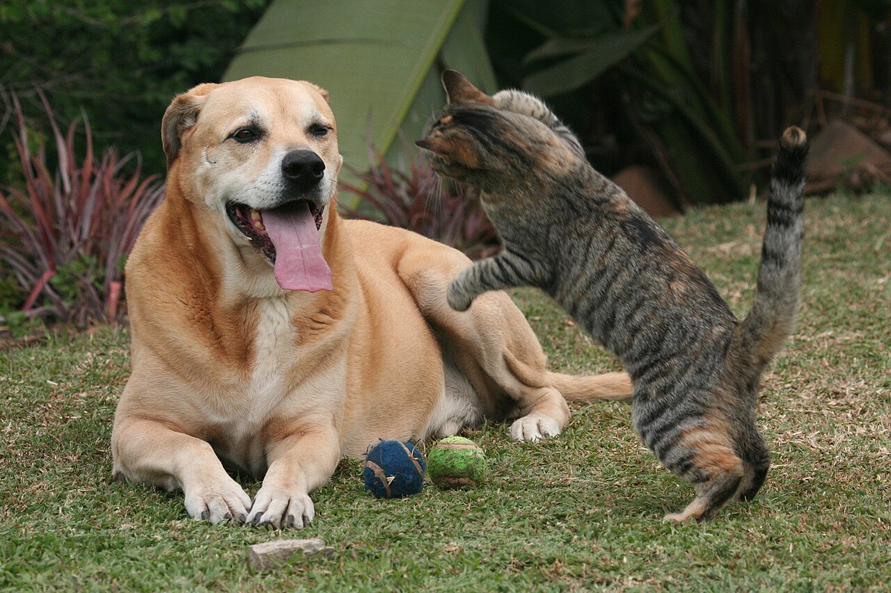 Cão e gato descansando juntos em casa